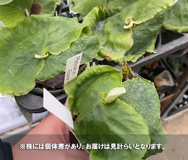 園芸ネット本店｜ビカクシダ（コウモリラン）：エラワン3号ポット の