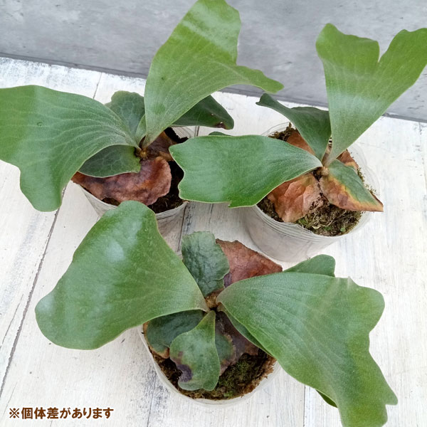 園芸ネット本店｜ビカクシダ（コウモリラン）：エラワン3号ポット の