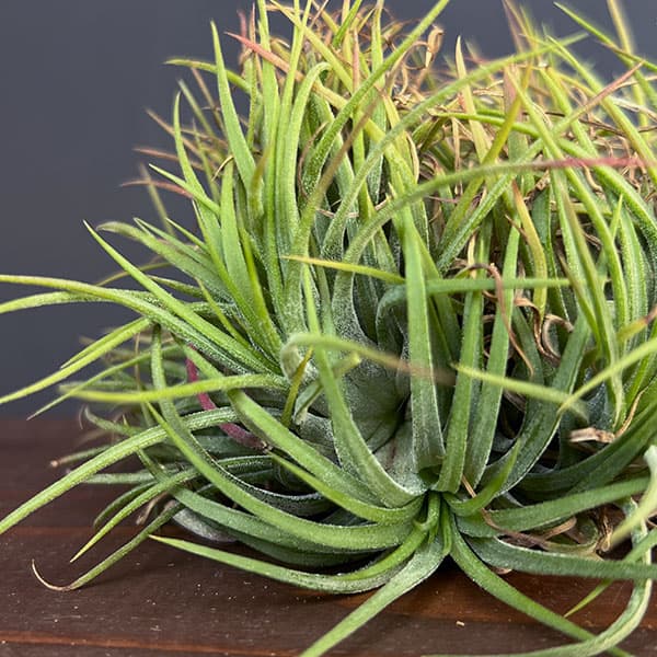 園芸ネット本店｜チランジア：Ionantha No.3041(クリスタータ綴化） の