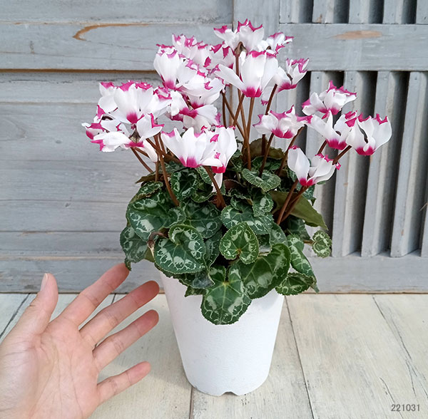 園芸ネット本店｜シクラメン：アブソリュ ドゥ モレル4号鉢植え の通販