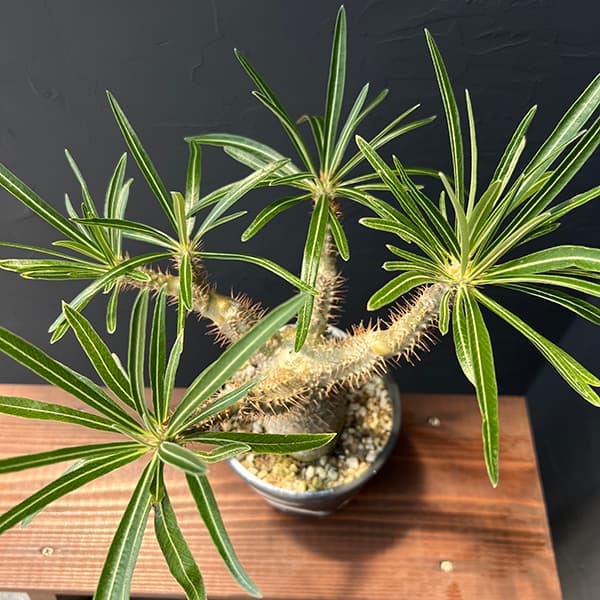 園芸ネット本店｜パキポディウム グラキリス4号 22-02 の通販【公式】