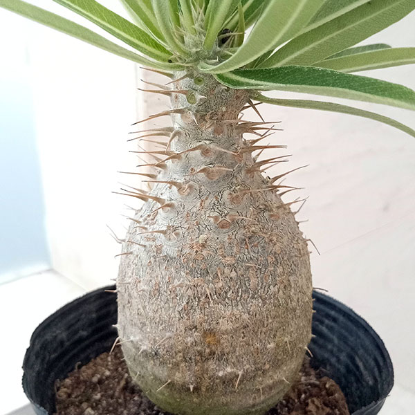 園芸ネット本店｜パキポディウム：グラキリス4号（国内実生株） 22-01