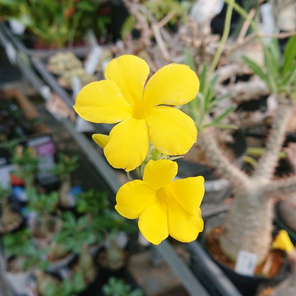 園芸ネット本店｜パキポディウム：グラキリス4号（国内実生株） 22-03