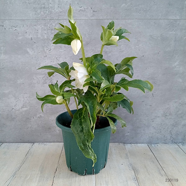 園芸ネット本店｜クリスマスローズ：*ホワイト プリマドレス5号鉢 の