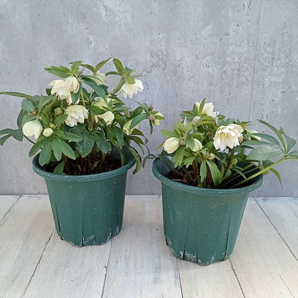 園芸ネット本店｜クリスマスローズ：*プチドール沙羅（さら）5号鉢 の