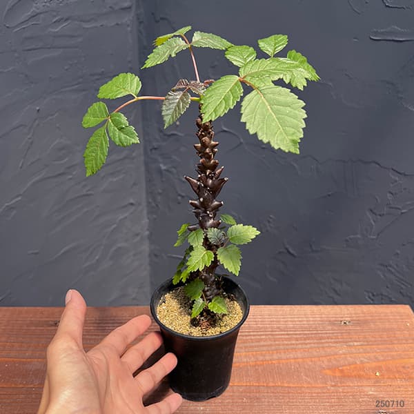 園芸ネット本店｜ベイセリア メキシカーナ 3号 の通販【公式】