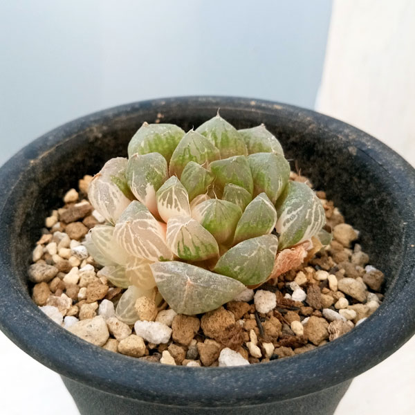 園芸ネット本店｜ハオルチア：蘇州玉露錦 3号 の通販【公式】