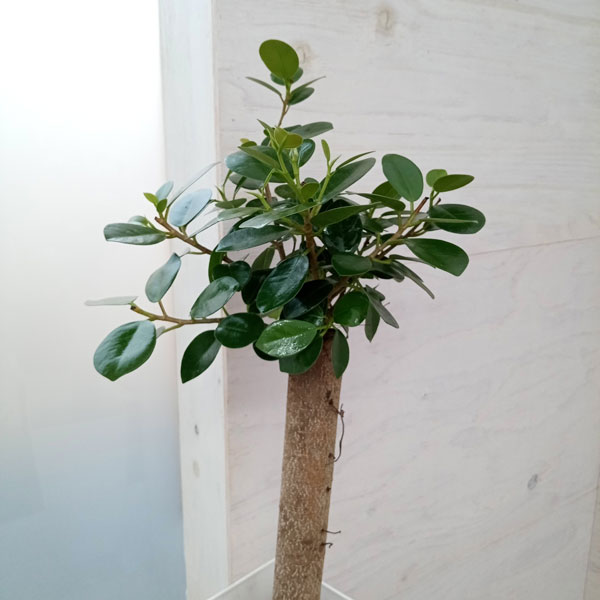 園芸ネット本店｜ガジュマル：パンダガジュマル 6号鉢植え* の通販【公式】