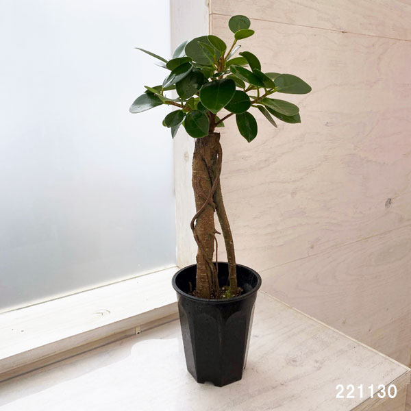 園芸ネット本店｜ガジュマル：パンダガジュマル 3.5号硬質ポット の