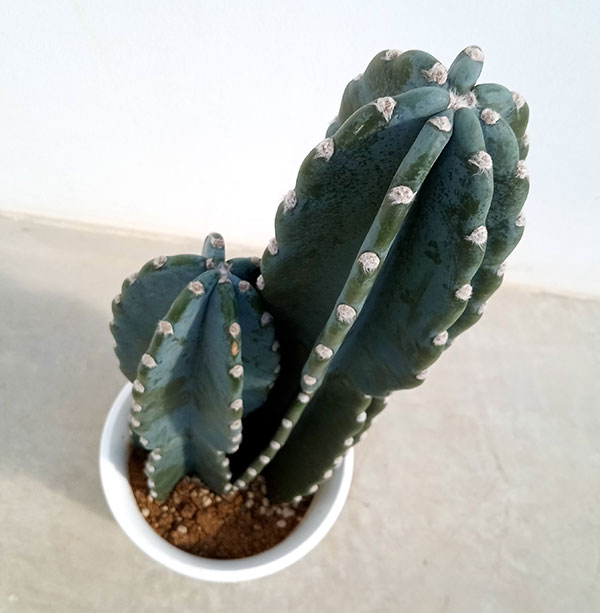 園芸ネット本店｜柱サボテン（2本立ち） 6号 の通販【公式】