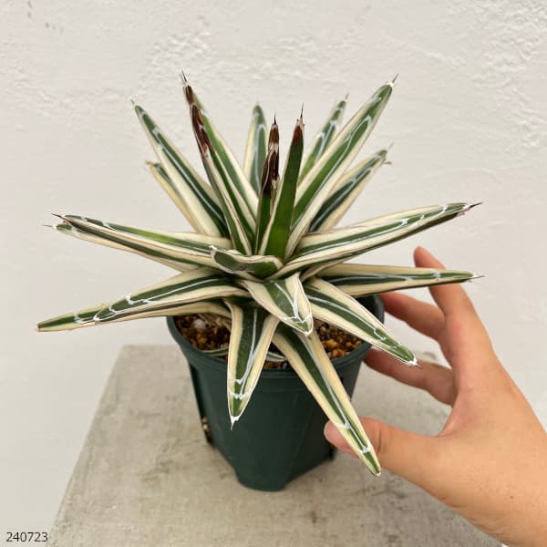 園芸ネット本店｜[ザ・ファームセレクト][送料無料]アガベ：氷山