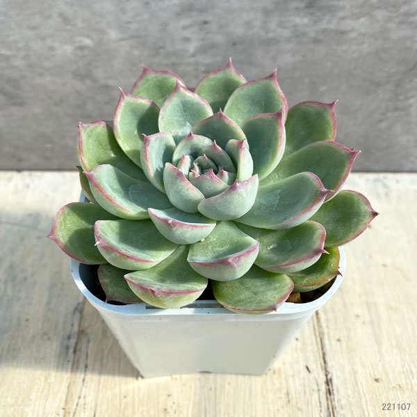 園芸ネット本店｜エケベリア：シルエット 2.5号硬質ポット の通販【公式】