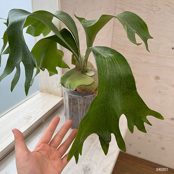 園芸ネット本店｜ビカクシダ（コウモリラン）：ヒリー タートック