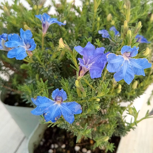 園芸ネット本店｜初恋草：ミチコブルーハイランド3号ポット の通販【公式】