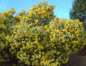 園芸ネット本店｜アカシア：パールアカシア7号ポット樹高1.2m の通販