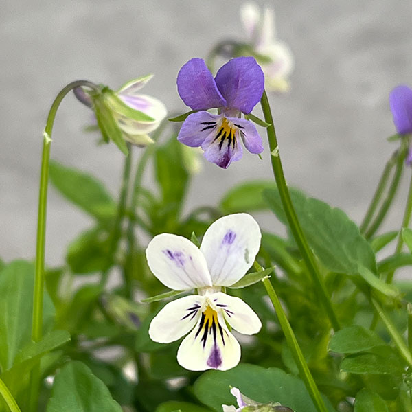 園芸ネット本店｜MSKガーデン極小輪ビオラ：フルーレット