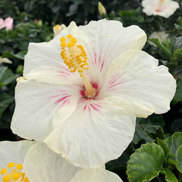 園芸ネット本店｜ハイビスカス：シンデレラ5号鉢植え の通販【公式】