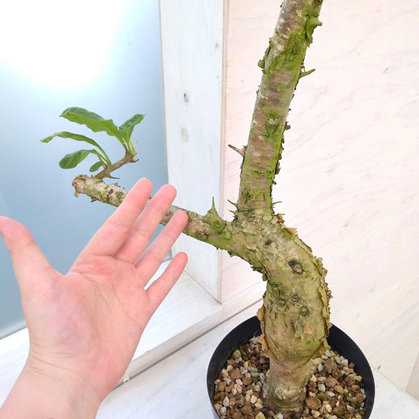 園芸ネット本店｜セサモタムナス：ブッセアヌス 5号22-02 の通販【公式】