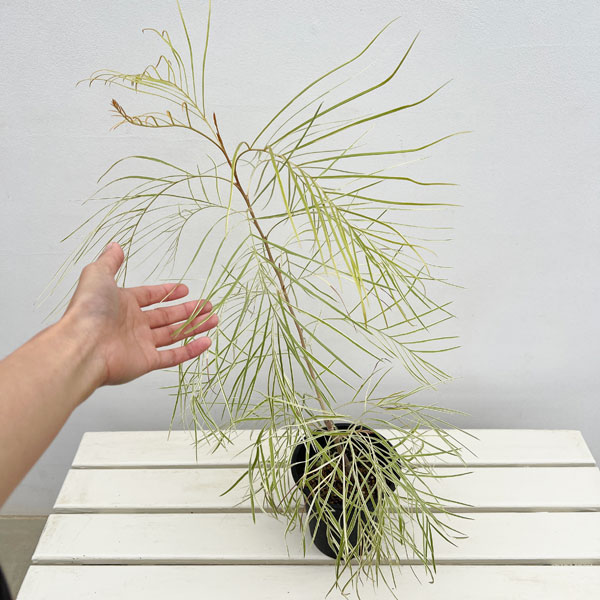 園芸ネット本店｜グレビレア：ハニーワンダー 5号鉢植え の通販【公式】