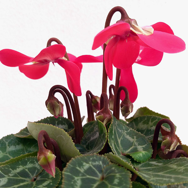 園芸ネット本店｜シクラメン：スーパージックスレッド3号ポット* の