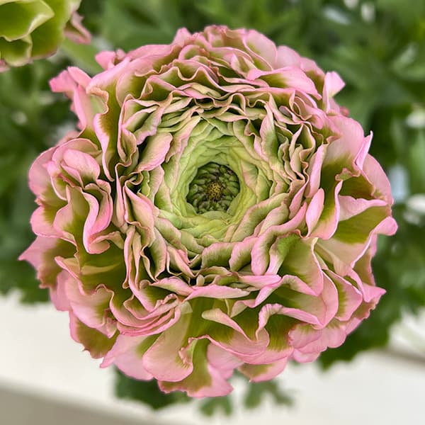 園芸ネット本店｜ラナンキュラス：ポンポン ハーマイオニー6号鉢植え