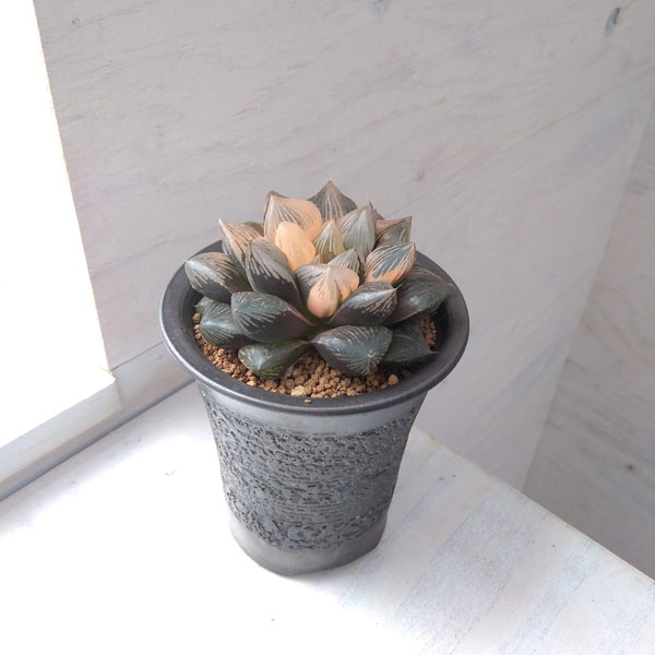 園芸ネット本店｜ハオルチア：大紫水晶オブツーサ錦（特大紫肌