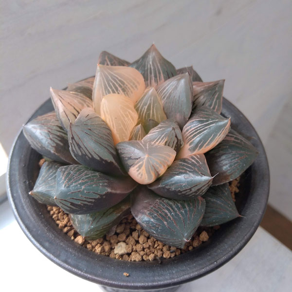 園芸ネット本店｜ハオルチア：大紫水晶オブツーサ錦（特大紫肌