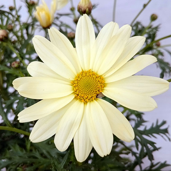 園芸ネット本店｜マーガレット：デイジーイエロー4号鉢植え の通販【公式】