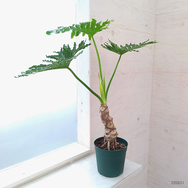 園芸ネット本店｜フィロデンドロン：セローム（幹立ち）6号鉢植え の