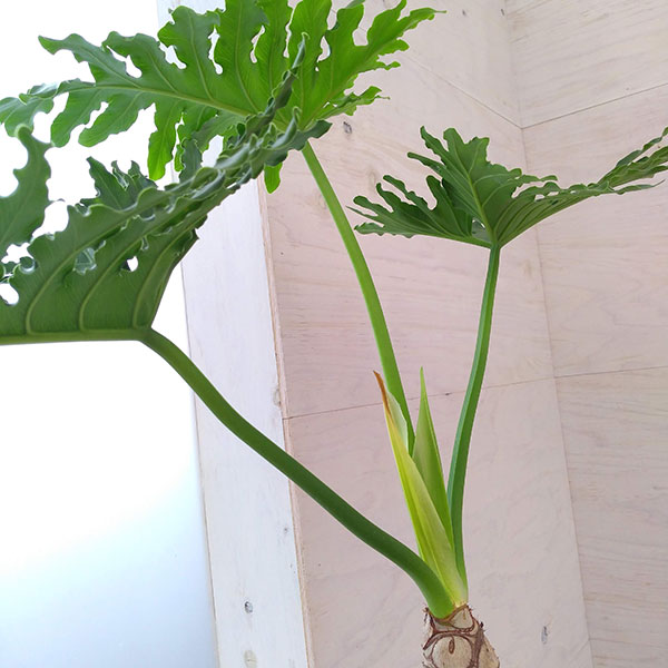 園芸ネット本店｜フィロデンドロン：セローム（幹立ち）6号鉢植え の