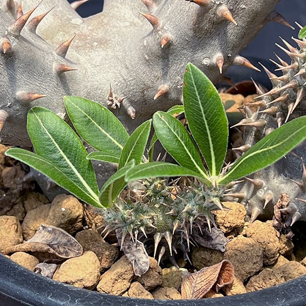 園芸ネット本店｜パキポディウム：ロスラーツム 5号22-02 の通販【公式】