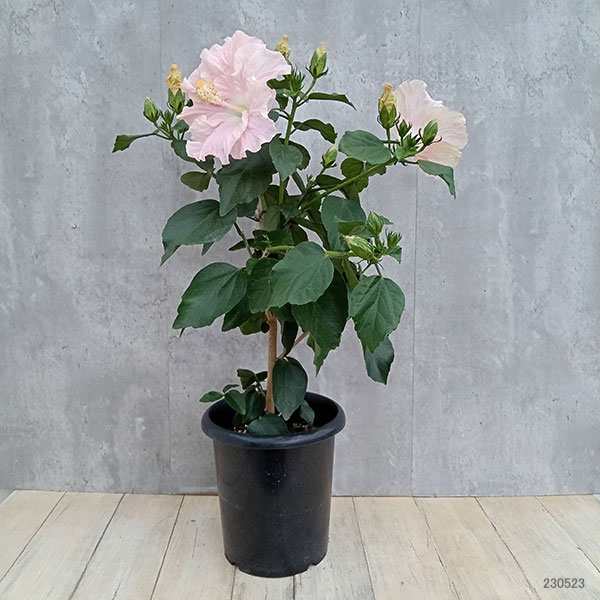 園芸ネット本店｜ハイビスカス（ニューロングライフ）：エリス7号