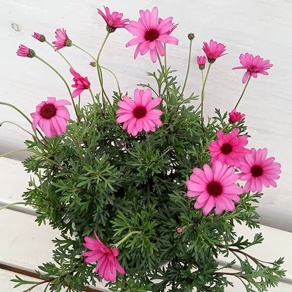 園芸ネット本店｜ビジューマム ローズクオーツ5号鉢植え の通販【公式】