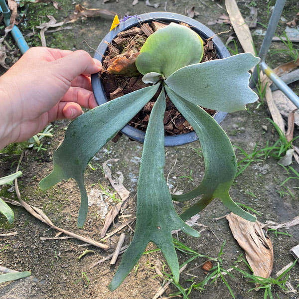 園芸ネット本店｜[送料無料]（わけあり特価）ビカクシダ（コウモリラン