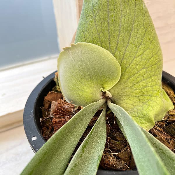 園芸ネット本店｜[送料無料]（わけあり特価）ビカクシダ（コウモリラン