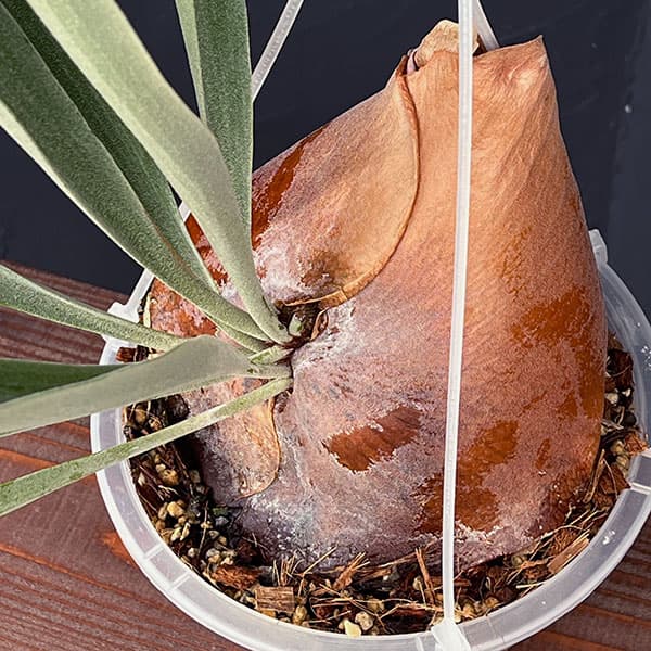 園芸ネット本店｜[ザ・ファームセレクト]ビカクシダ（コウモリラン