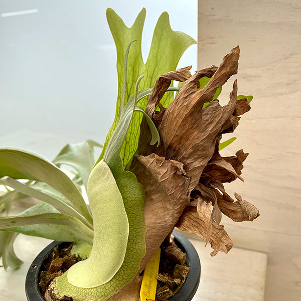 園芸ネット本店｜[送料無料]（わけあり特価）ビカクシダ（コウモリラン