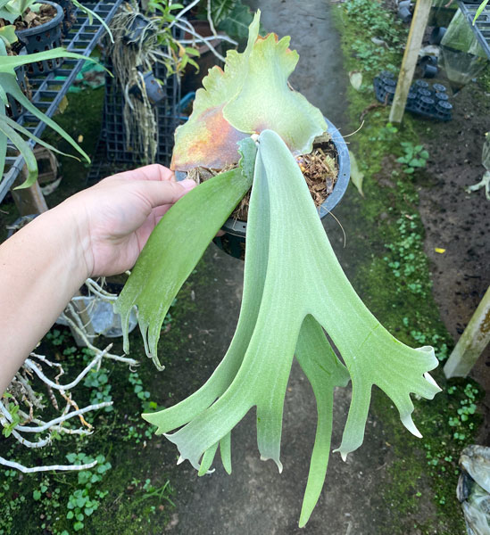 園芸ネット本店｜[送料無料]（わけあり特価）ビカクシダ（コウモリラン