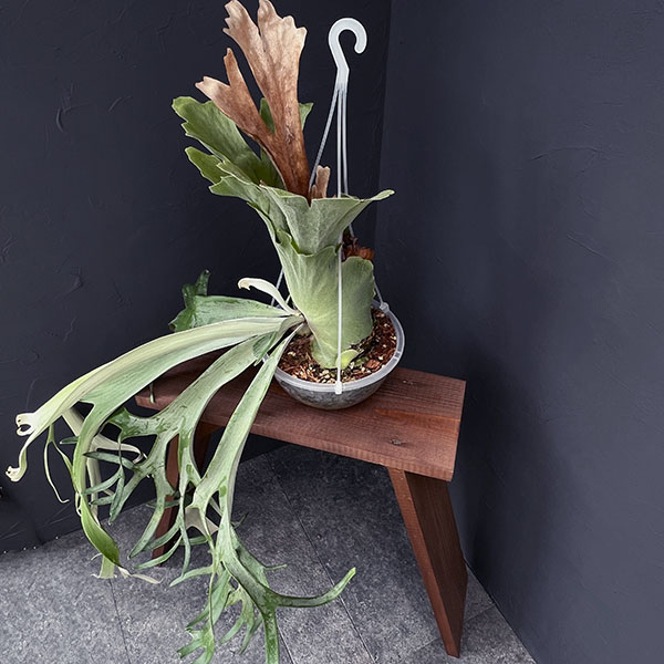 園芸ネット本店｜（わけあり特価）ビカクシダ（コウモリラン