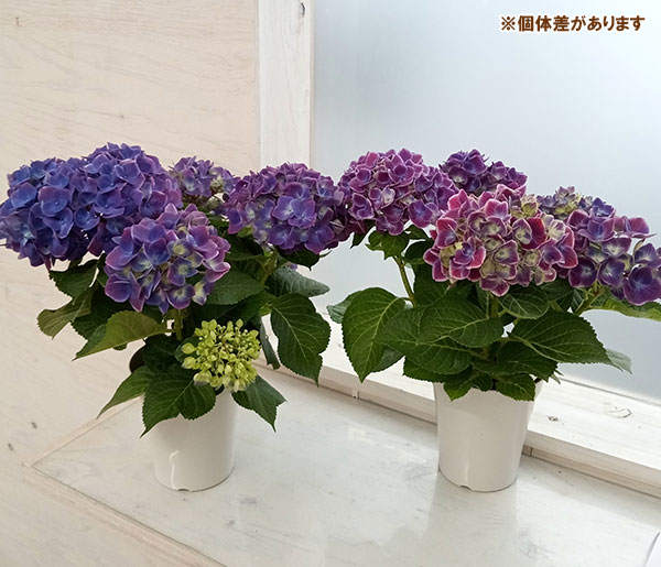 園芸ネット本店｜アジサイ：ストロングハート（パープル）4号鉢植え の