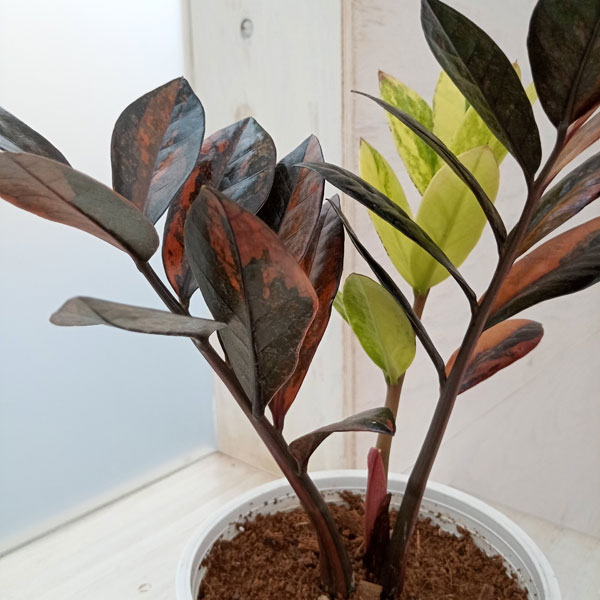 園芸ネット本店｜[ザ・ファームセレクト][送料無料]ザミオクルカス