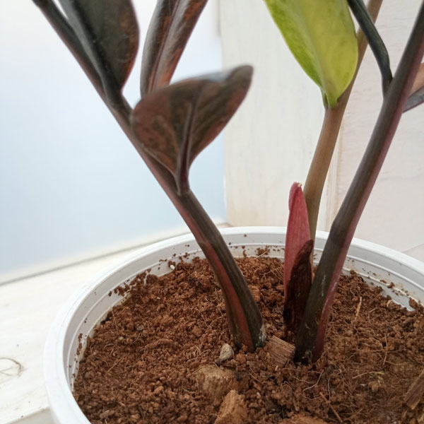 園芸ネット本店｜[ザ・ファームセレクト][送料無料]ザミオクルカス