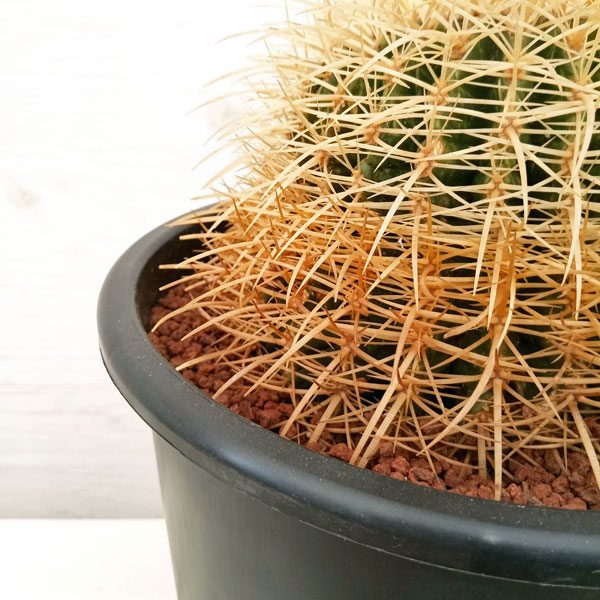 園芸ネット本店｜サボテン：金シャチ（キンシャチ・金鯱）8号鉢植え