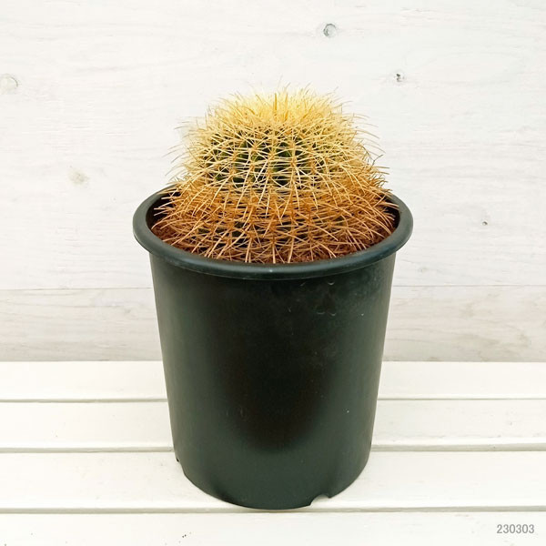 園芸ネット本店｜サボテン：金シャチ（キンシャチ・金鯱）8号鉢植え