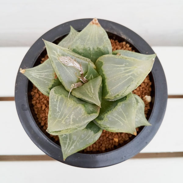 園芸ネット本店｜[ザ・ファームセレクト]ハオルチア：B型コンプト二