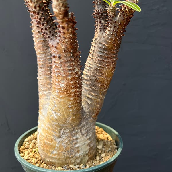 園芸ネット本店｜パキポディウム：マカイエンセ （魔界玉）4号23-01 の