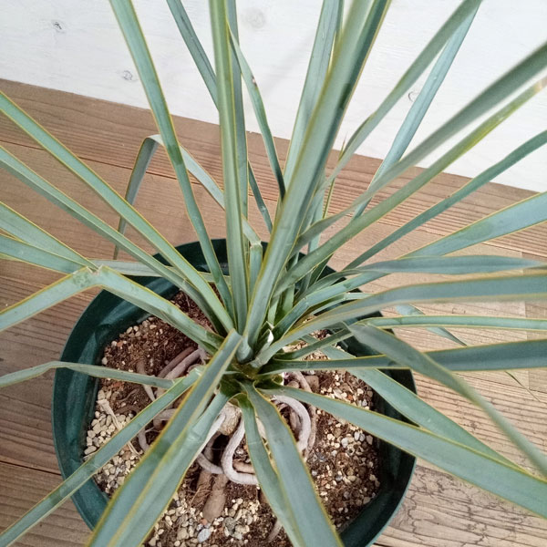 園芸ネット本店｜ユッカ：ロストラータ（ツインヘッド） 8号23-03 の