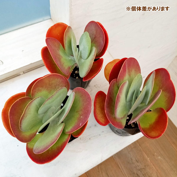 園芸ネット本店｜カランコエ：デザートローズ 3.5号ポット の通販【公式】