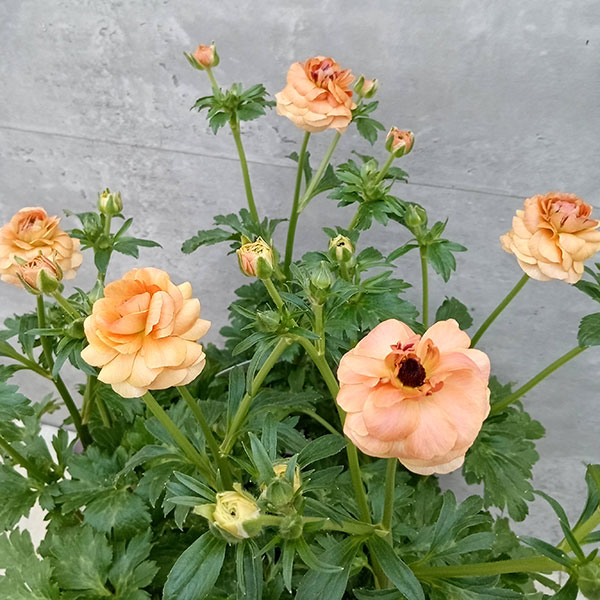 園芸ネット本店｜ラナンキュラス：ラックス ベスタリス5号鉢植え の