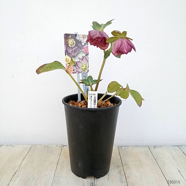 園芸ネット本店｜高正園さんのクリスマスローズ：23-28ダブル／5号鉢